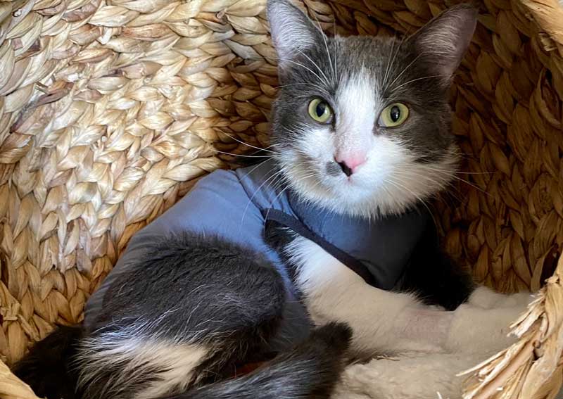 Carousel Slide 3: Cat veterinary care